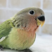 🌟最新画像🌟 赤く色付いて行きますよぉ～🌸 コザクラインコ(オパーリン)