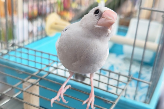 シルバー文鳥