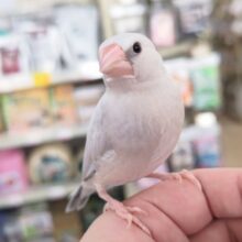 🌟最新画像🌟 ベタベタになれましたよ～✨ シルバー文鳥