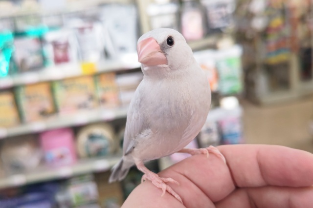 🌟最新画像🌟 ベタベタになれましたよ～✨ シルバー文鳥