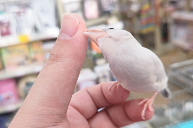 シルバー文鳥