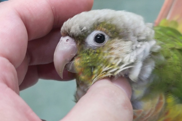 🌟最新画像🌟 カキカキされちゃうとうっとり～🍍 ホオミドリウロコインコ(パイナップル)