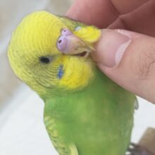 🌟最新画像🌟 目を引くこの模様～🍈 セキセイインコ(グリーンスパングル)
