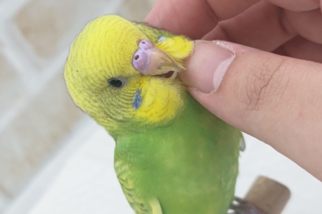 🌟最新画像🌟 目を引くこの模様～🍈 セキセイインコ(グリーンスパングル)