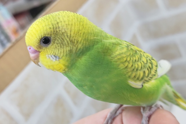 セキセイインコ