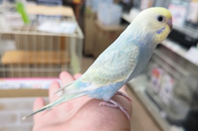 セキセイインコ