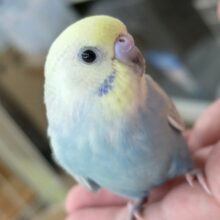 🌟最新画像🌟 鮮やかキレイなレインボー🌈 セキセイインコ(パステルレインボー)