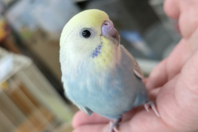 🌟最新画像🌟 鮮やかキレイなレインボー🌈 セキセイインコ(パステルレインボー)