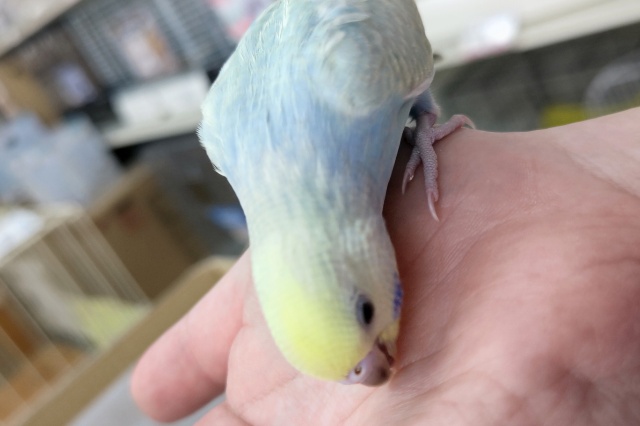 セキセイインコ