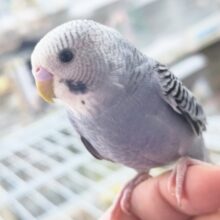 🌟最新画像🌟 少しダークな感じが良き～✨ セキセイインコ(グレーオパーリン)
