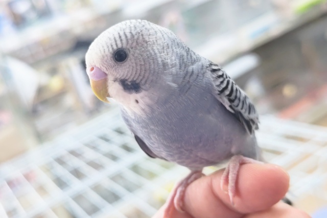 🌟最新画像🌟 少しダークな感じが良き～✨ セキセイインコ(グレーオパーリン)