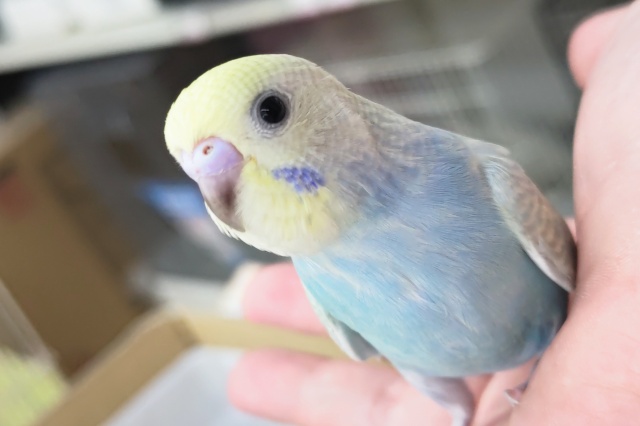 セキセイインコ