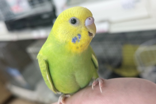 セキセイインコ