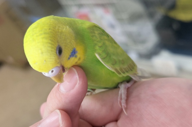 セキセイインコ