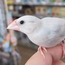 🌟最新画像🌟 ベタなれだよ～🔆 シルバー文鳥