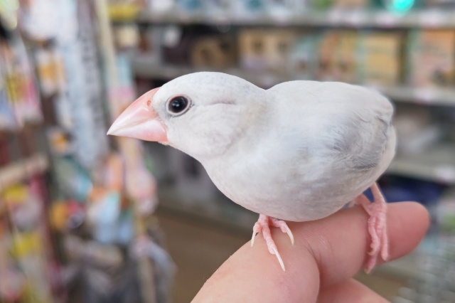 🌟最新画像🌟 ベタなれだよ～🔆 シルバー文鳥