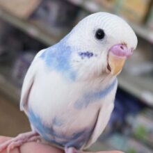 🌟最新画像🌟 ブルーの色合いたっぷりさん～🩵 セキセイインコ(色変わり)