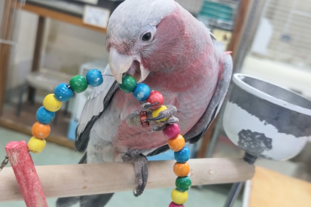 モモイロインコ