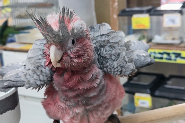 モモイロインコ