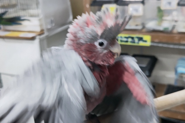 モモイロインコ