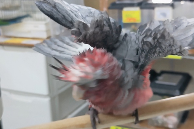 モモイロインコ