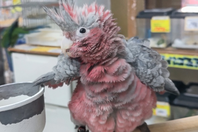 モモイロインコ