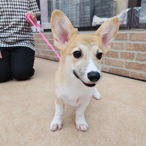 ウェルシュコーギー・ペンブローグ