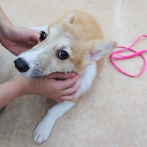 ウェルシュコーギー・ペンブローグ