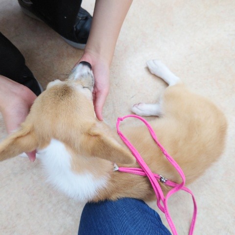 ウェルシュコーギー・ペンブローグ