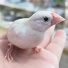 🌟最新画像🌟 かわいいが溢れてる～🤍 白文鳥🍦