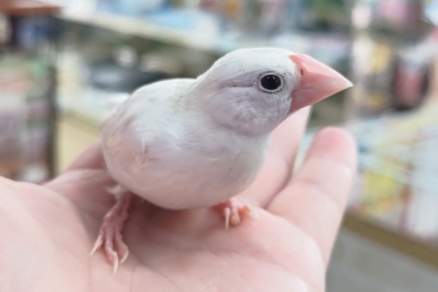 🌟最新画像🌟 かわいいが溢れてる～🤍 白文鳥🍦