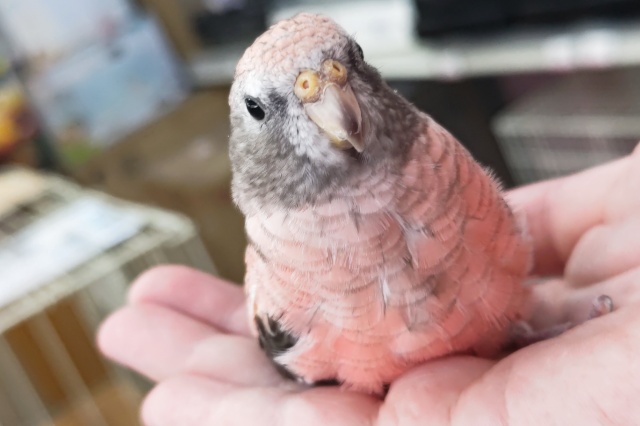 アキクサインコ（秋草インコ）