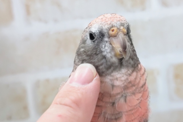 アキクサインコ（秋草インコ）