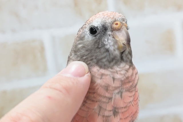 アキクサインコ（秋草インコ）