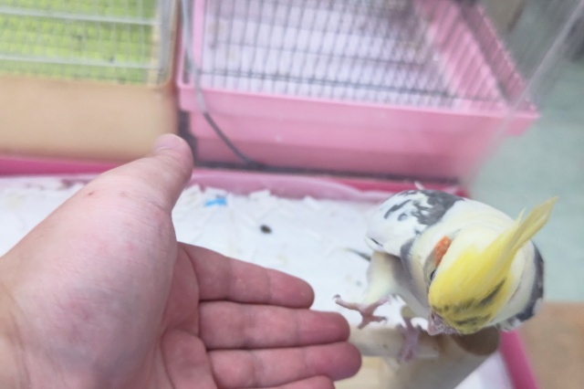 オカメインコ