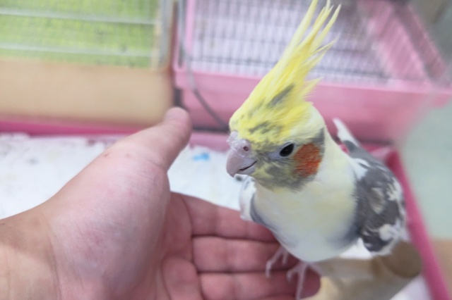 オカメインコ