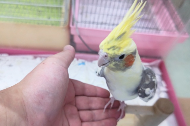 オカメインコ