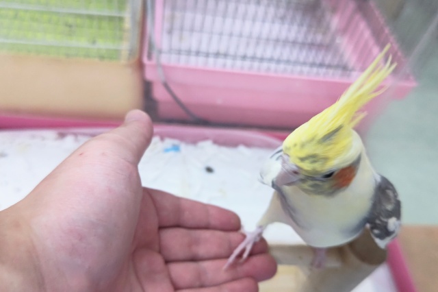 オカメインコ