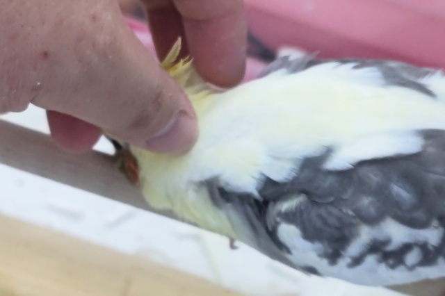 オカメインコ