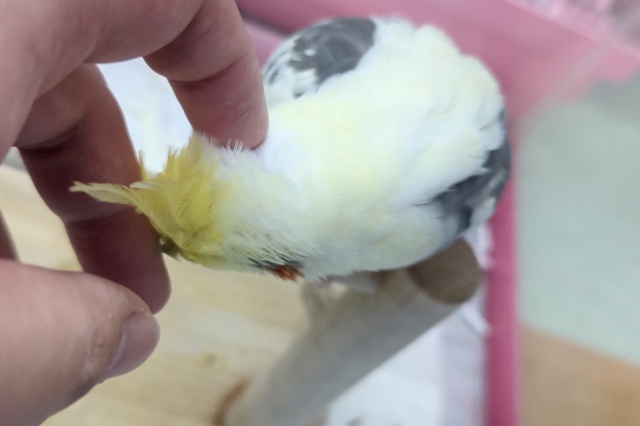 オカメインコ