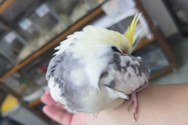 オカメインコ