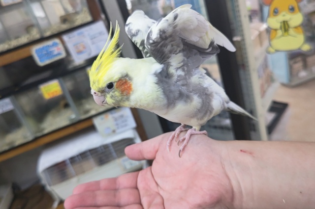 オカメインコ