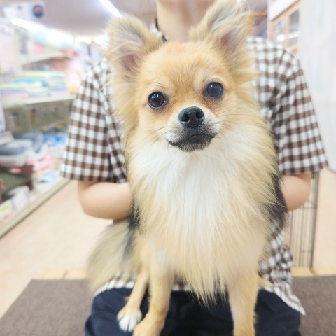 ポメチー（ポメチワ）