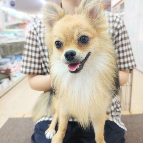 ポメチー（ポメチワ）