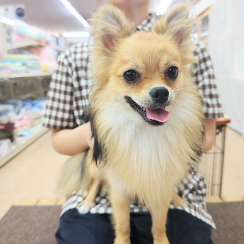 ポメチー（ポメチワ）