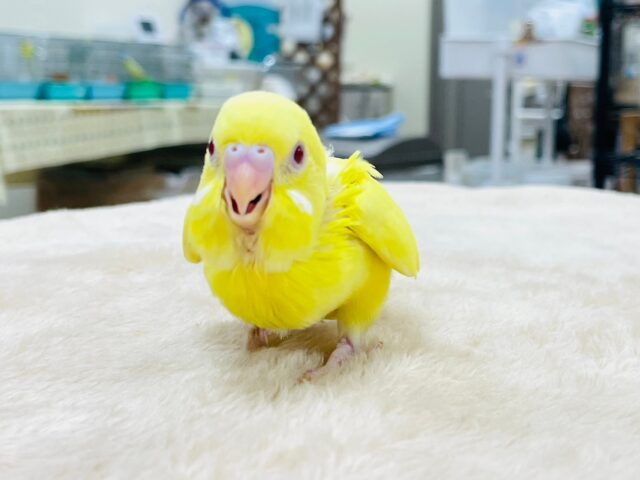 セキセイインコ