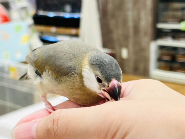 桜文鳥