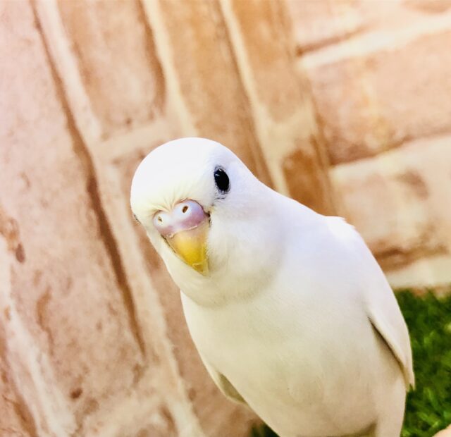 【最新画像更新☆☆】まっ白天使ちゃん♪♪　セキセイインコ