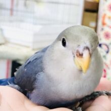 コザクラフェア開催！！