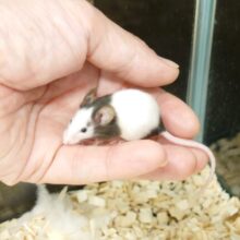 ちいさくても、癒しのカタマリ♫　パンダマウス～～